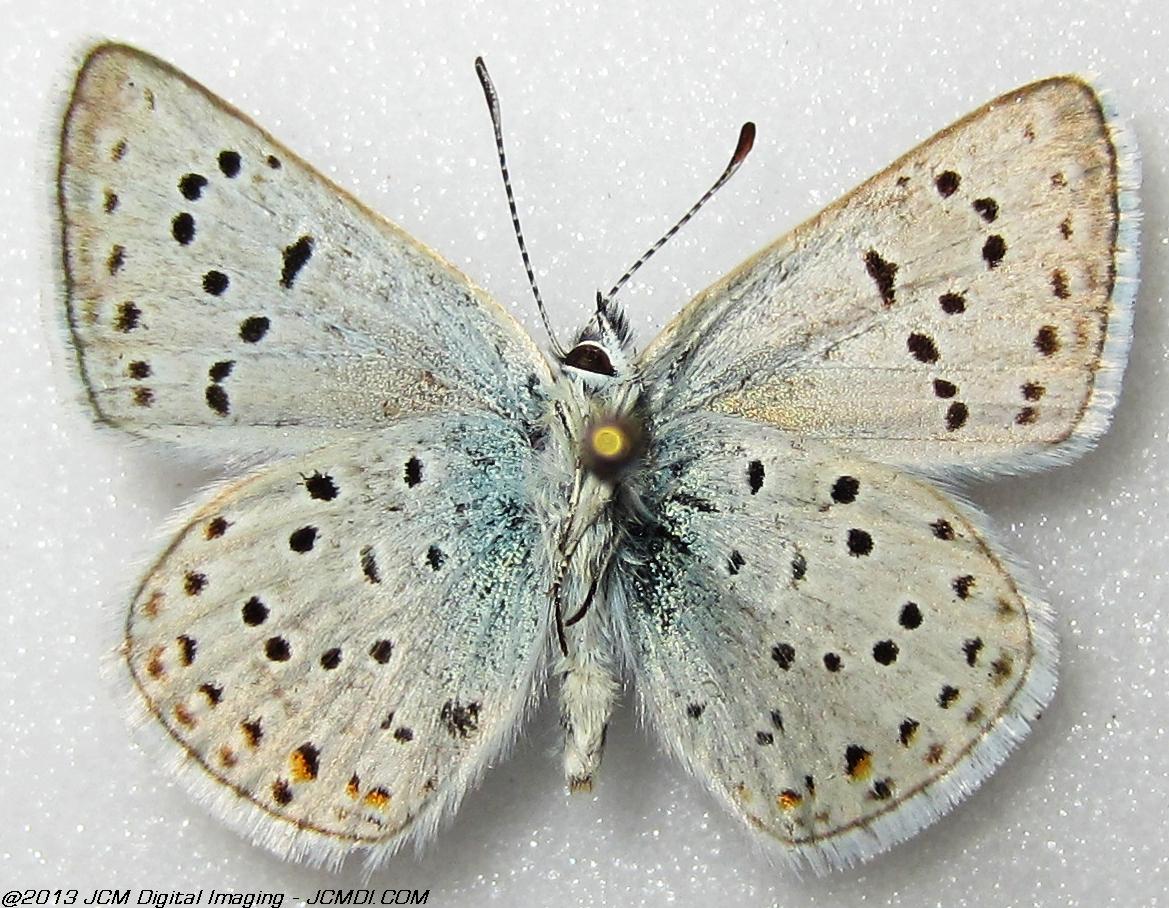 Plebejus saepiolus (The Greenish Blue, Kern Co, Lake Isabella area)
